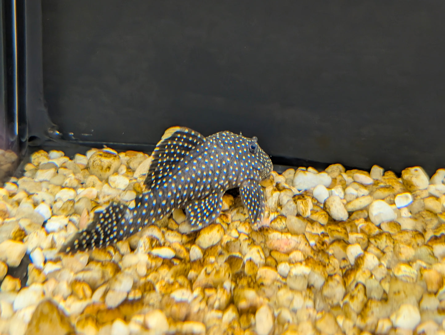 Pleco Gold Nugget L081