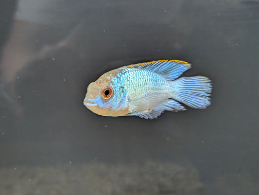 Electric Blue Acara Cichlid