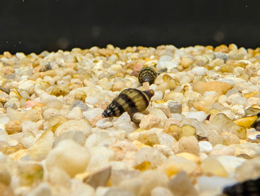 Assassin Snail