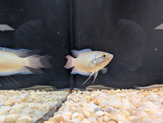 Paradise Gourami