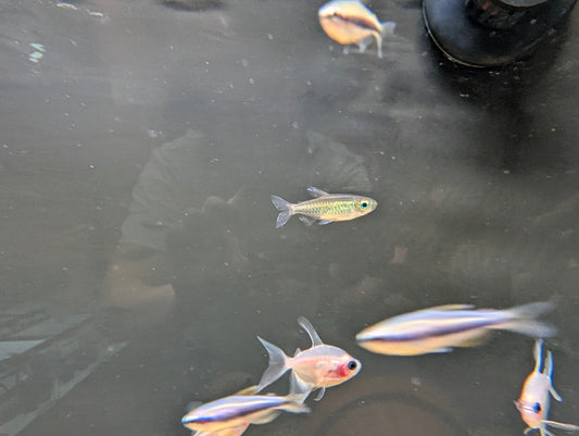 Congo Tetra