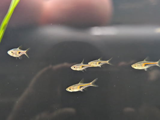 Hengelli Rasbora
