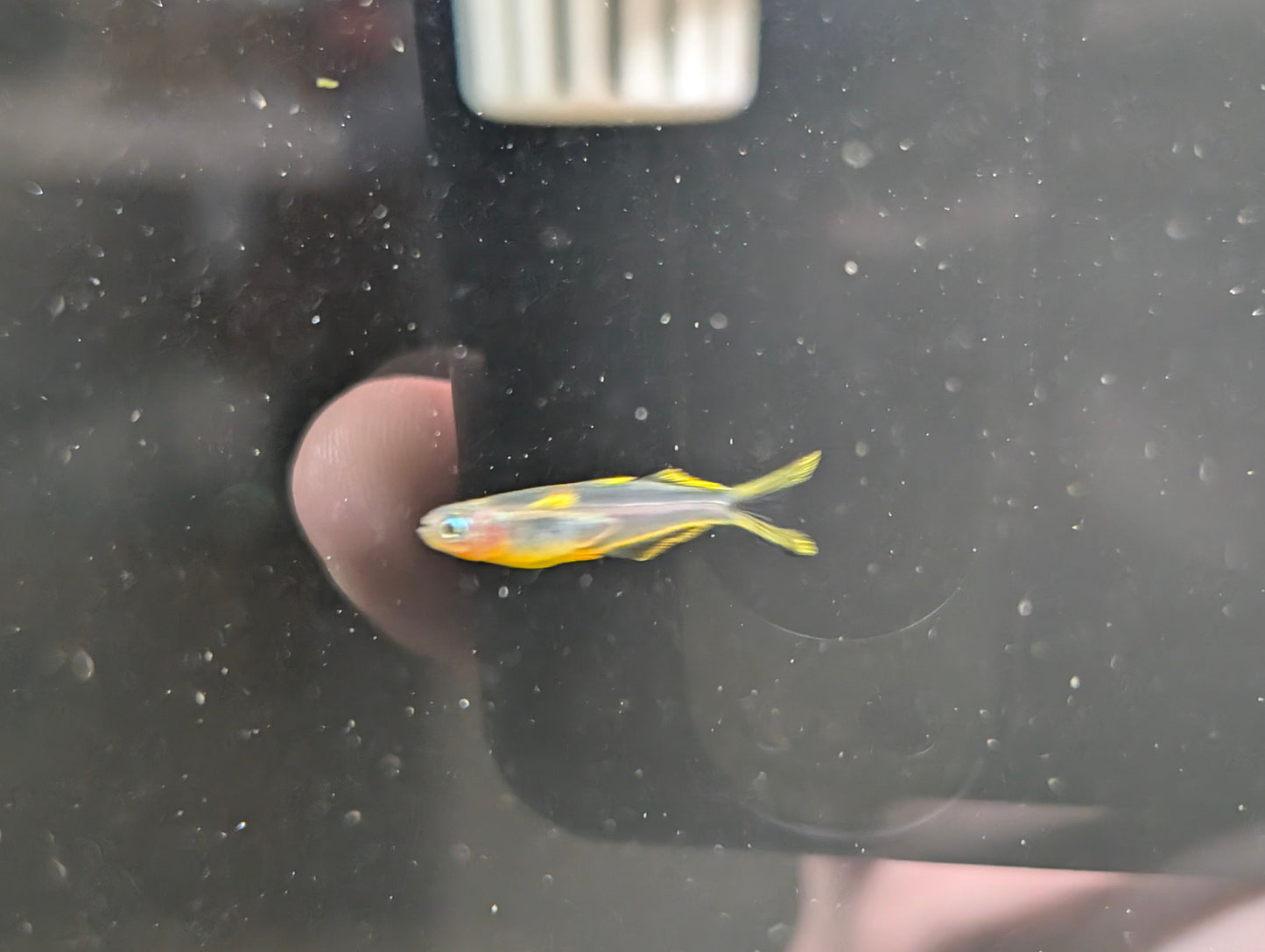 Furcata rainbow