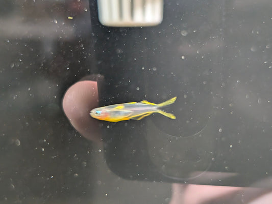 Furcata rainbow