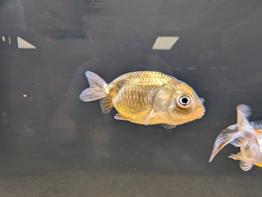 Assorted Ranchu