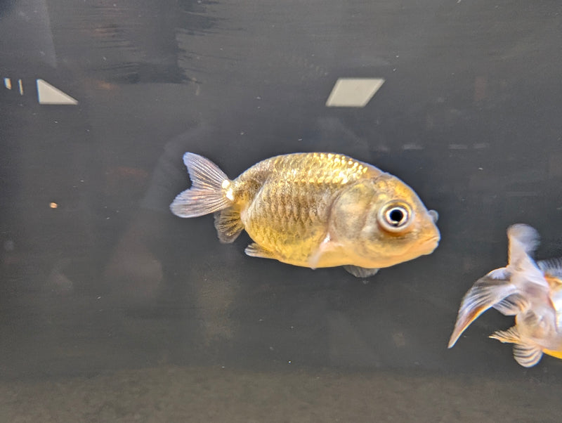 Assorted Ranchu