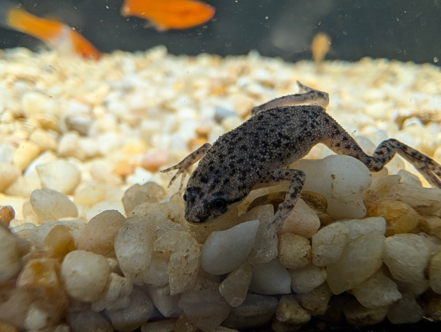 African Dwarf Frogs