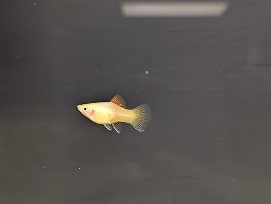 Assorted Platy