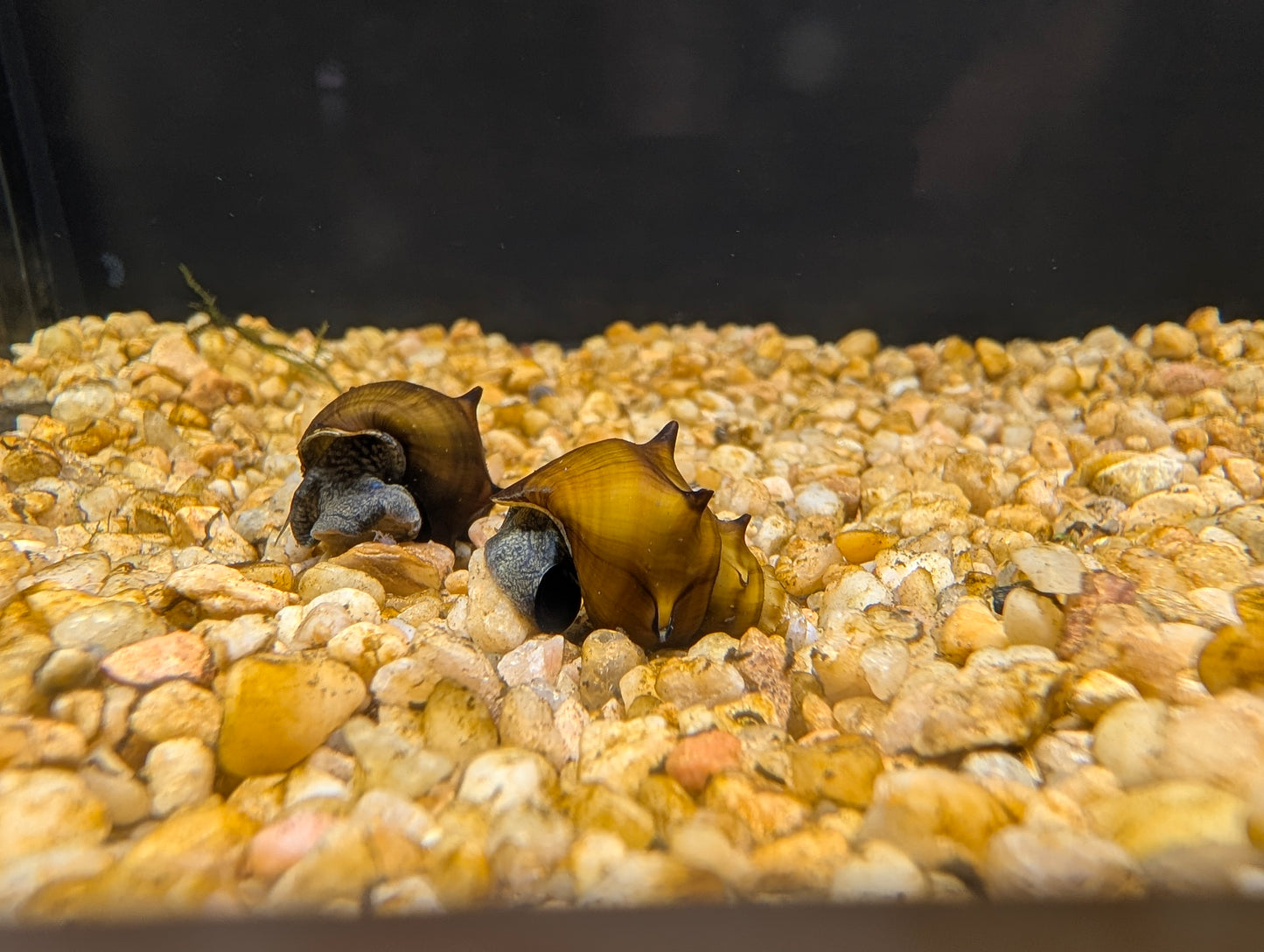 Pagoda snail
