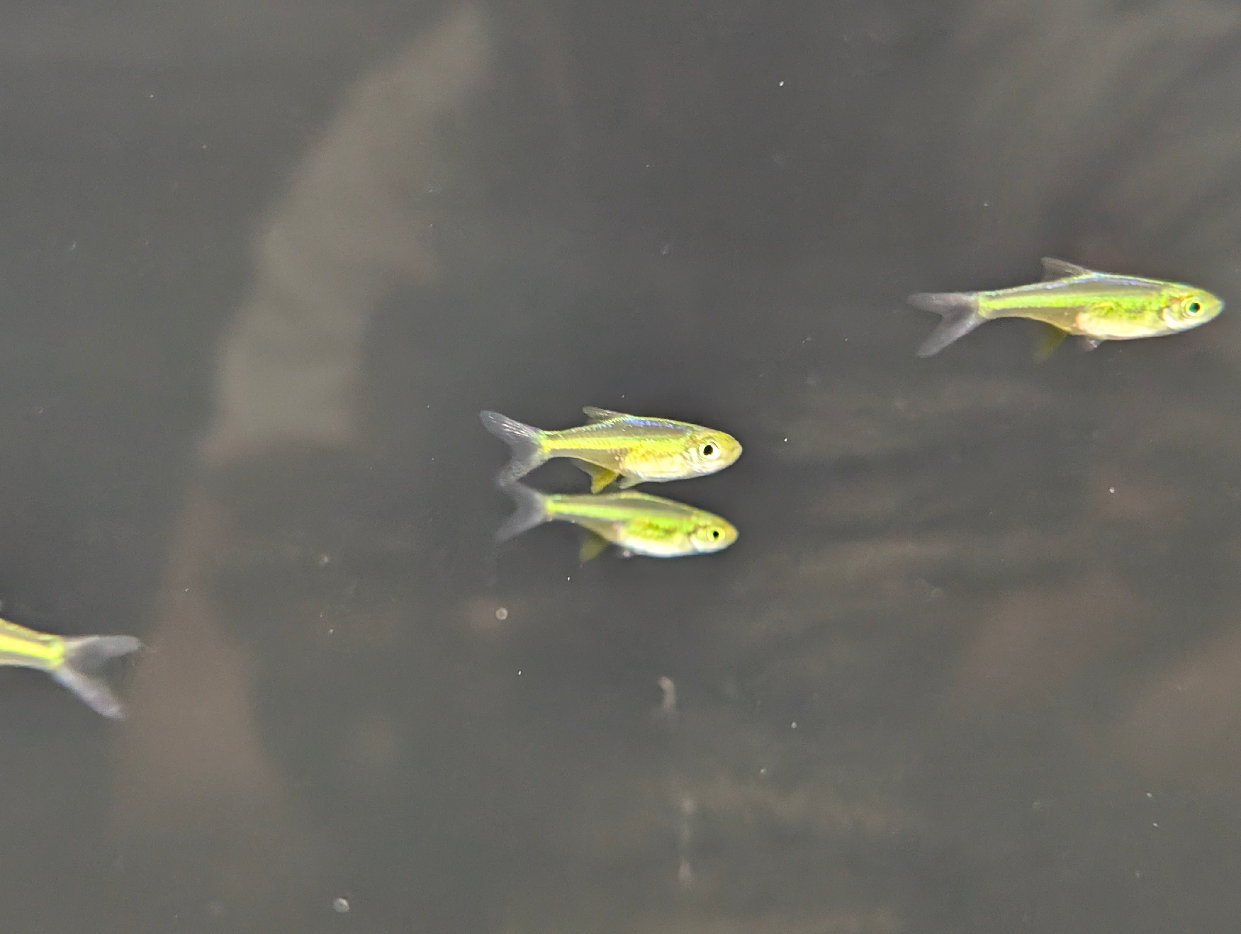 Neon Green Rasbora – Underwater Tropics