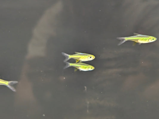Neon Green Rasbora