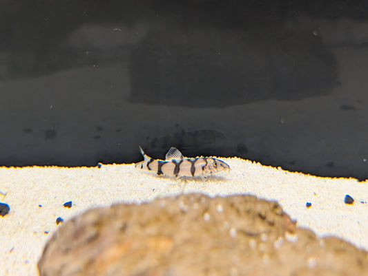 Yoyo Loach