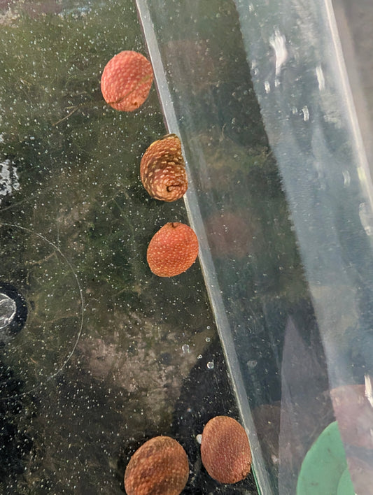 Pink Lady Snail