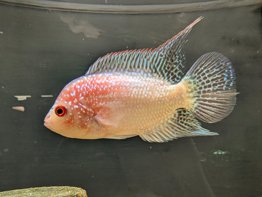 Red Texas Cichlid