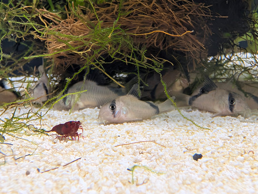 Metae Cory