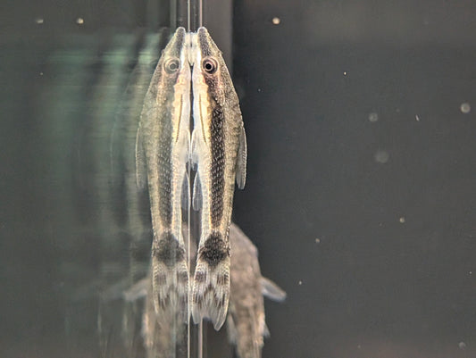 Otocinclus