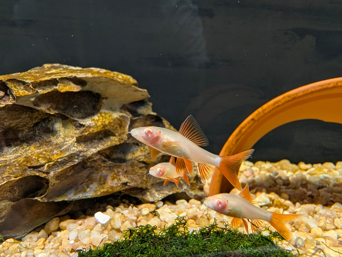 Albino Rainbow Shark