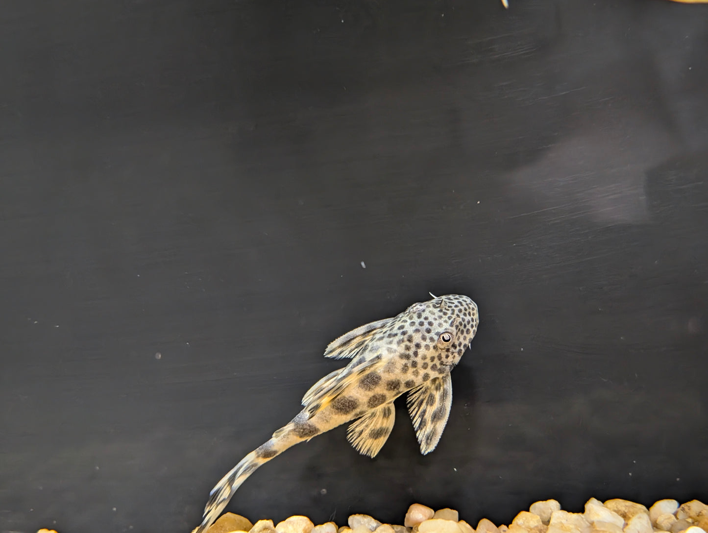 Yellow Leopard Pleco L075