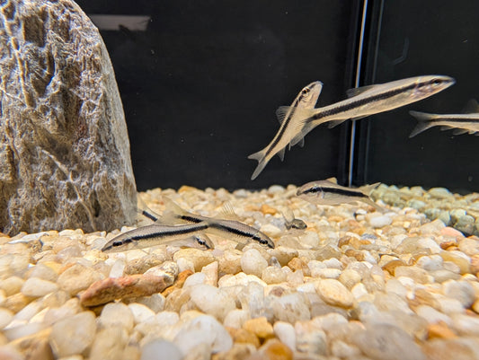 Siamese Algae Eater