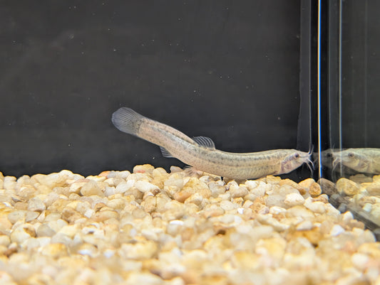 Dojo loach