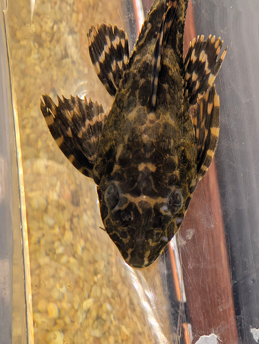 Leopard cactus L114