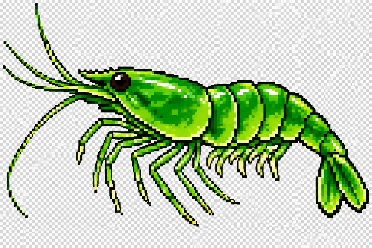Green Shrimp