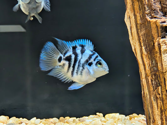 Blue parrot