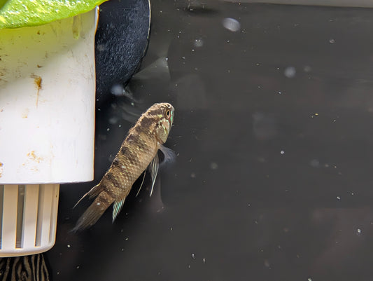 Zebra Acara dwarf