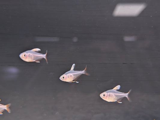 Candy Cane Tetra