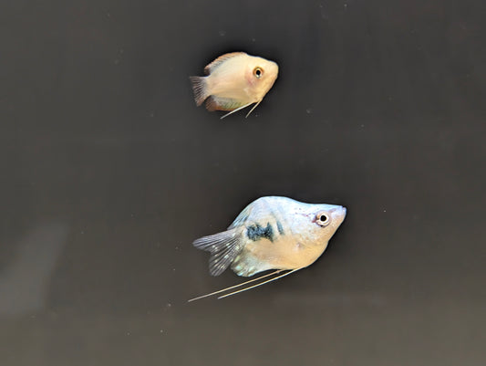Ballon Gourami