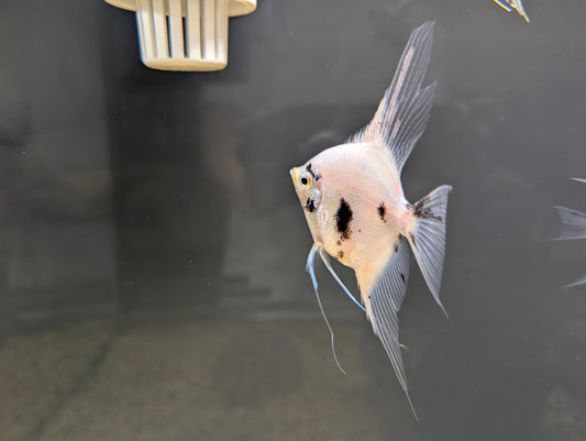 Panda Anglefish