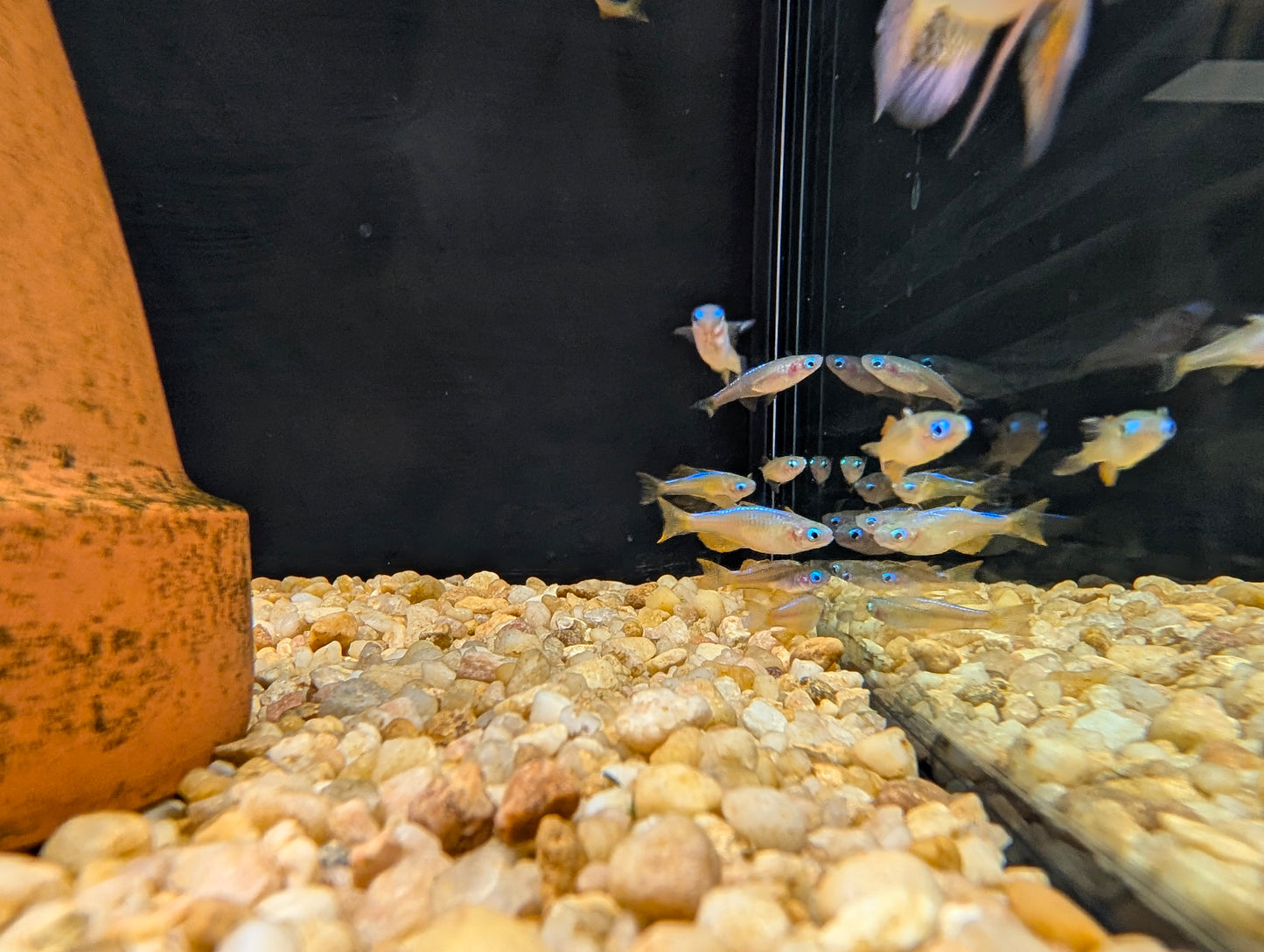 Blue Eyed Red Neon Rainbowfish