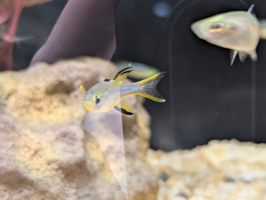 Celebes Rainbowfish