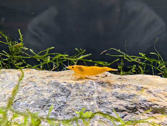 Orange Sunkist Shrimp