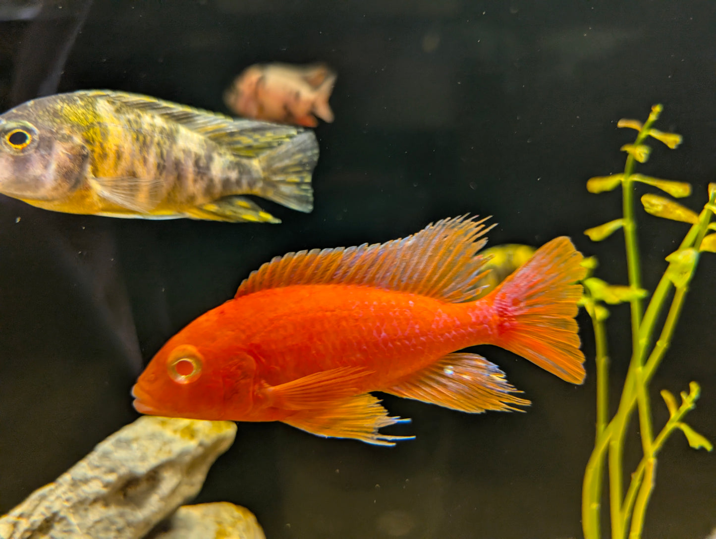 African pink peacock