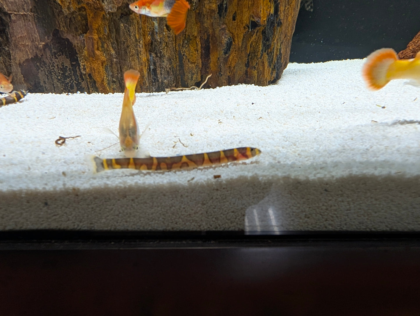 Kuhli Loach
