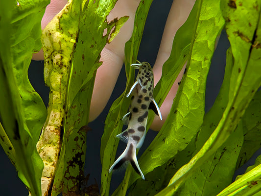 Petricola Catfish