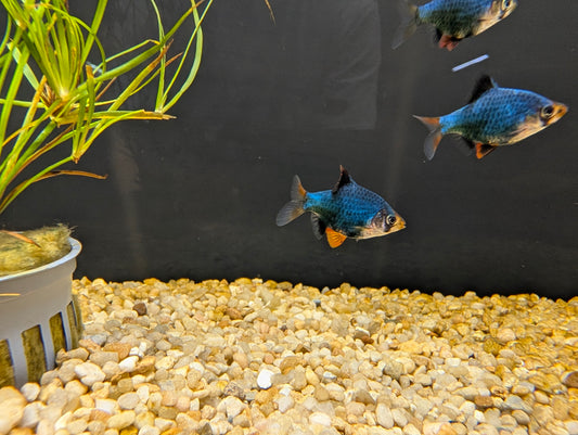 Green Tiger Barb