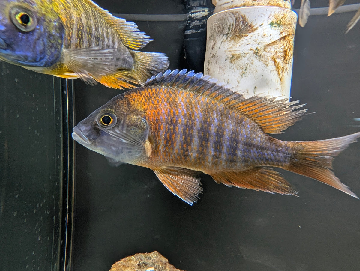 Large African Peacock