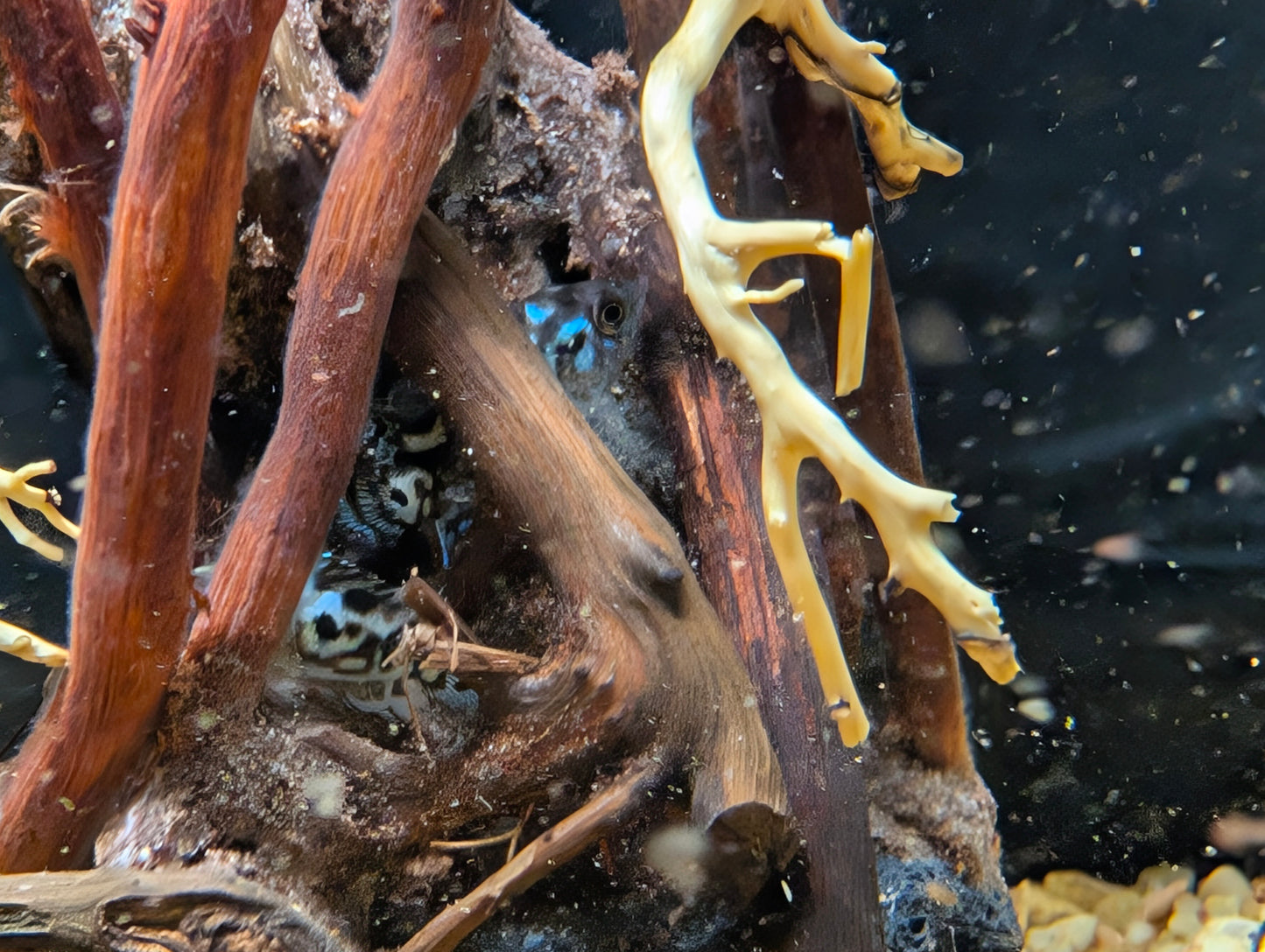 Electric blue dempsey