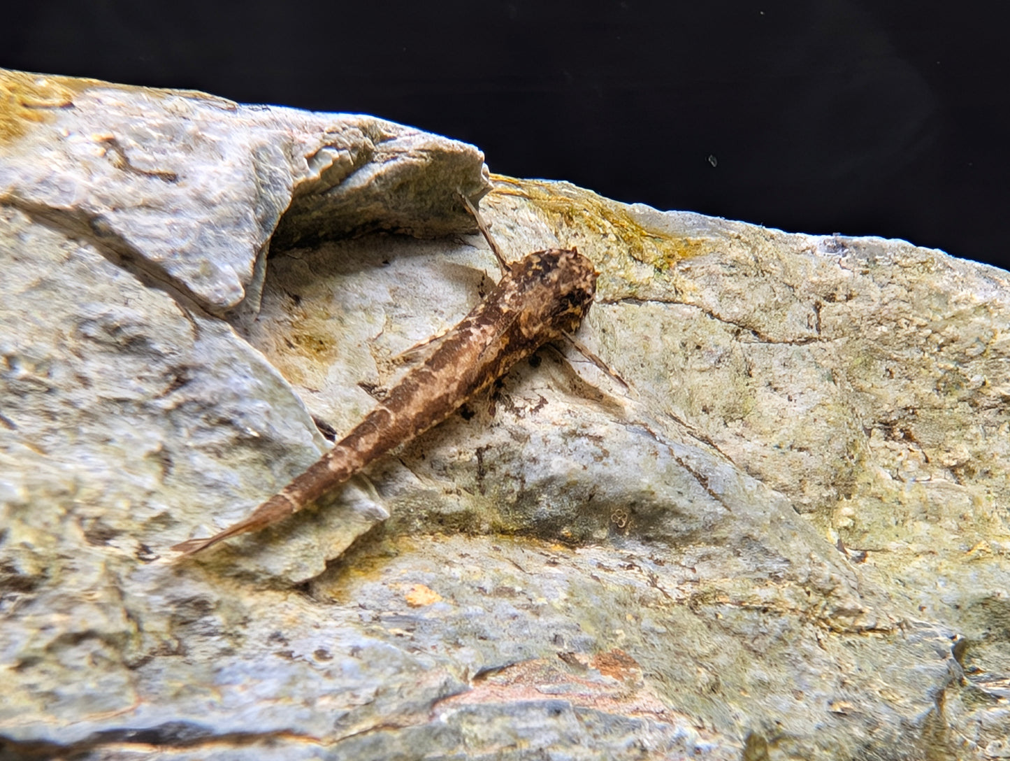 Red Lizard Whiptail cat
