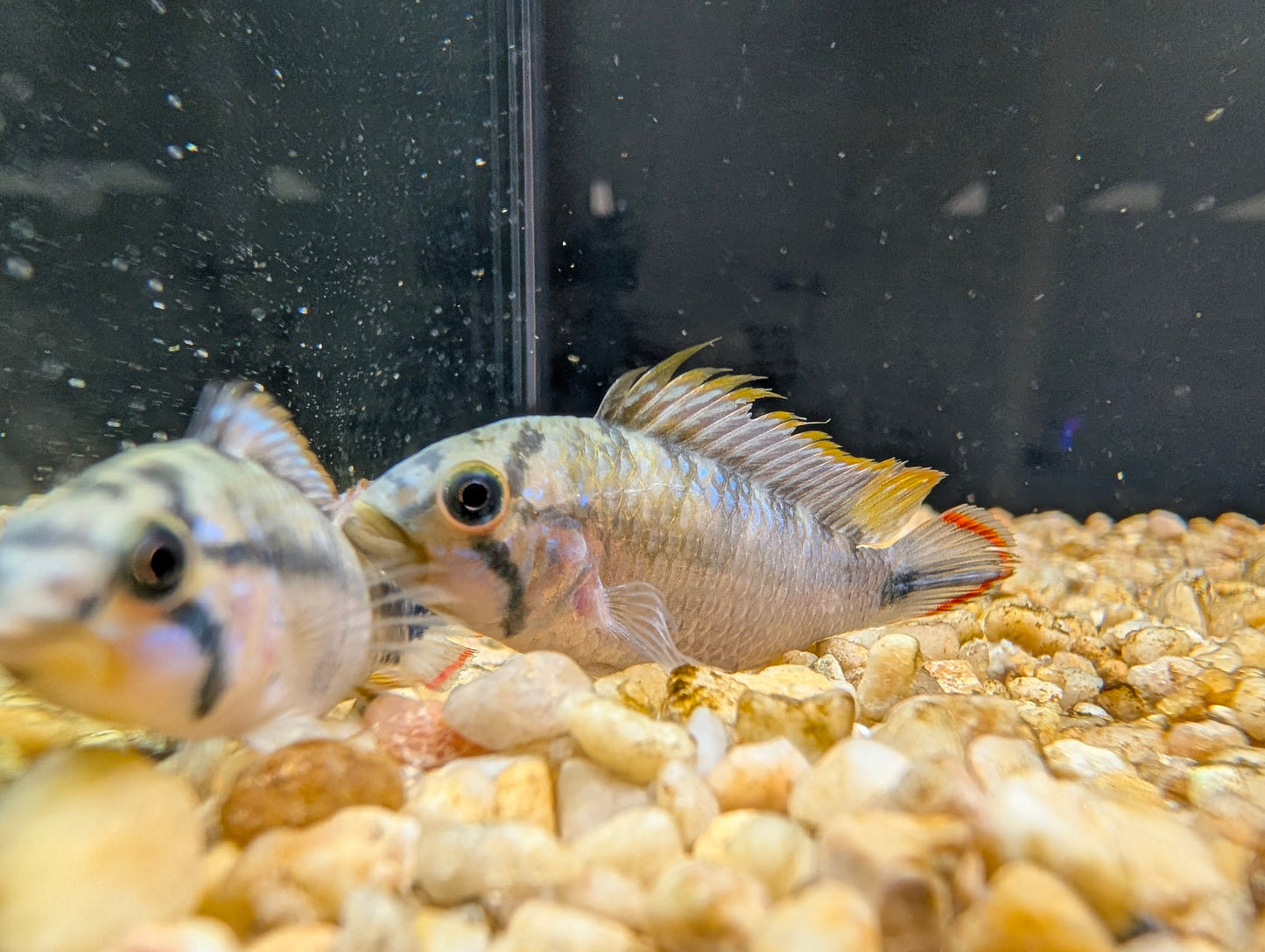 Apisto. Pandurini