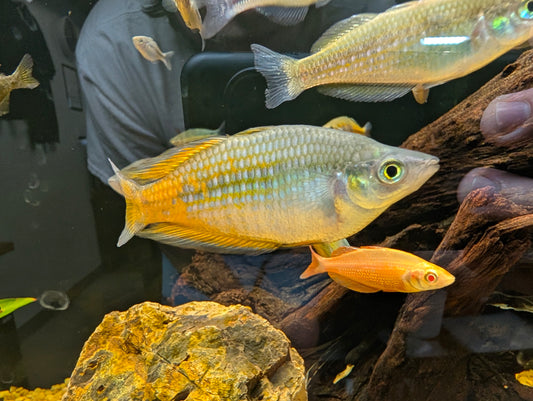 Parkinsoni Rainbow