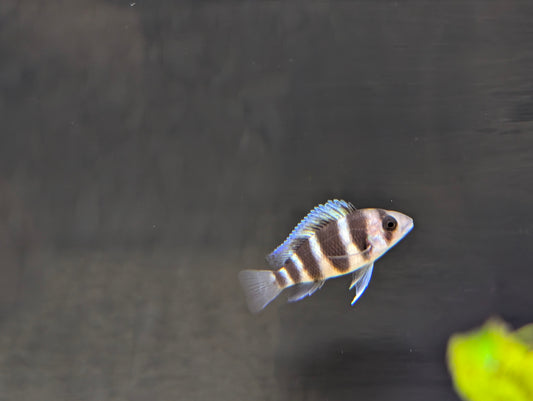 Frontosa