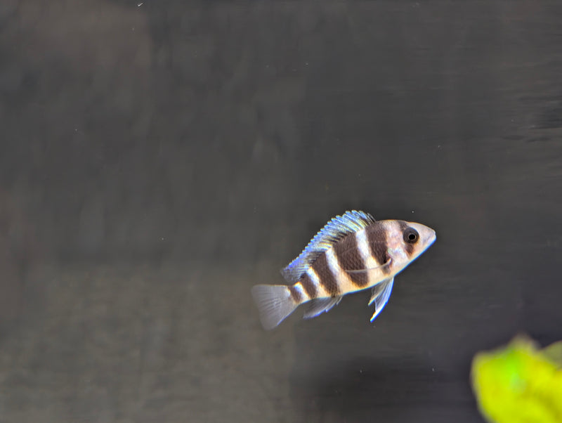 Frontosa