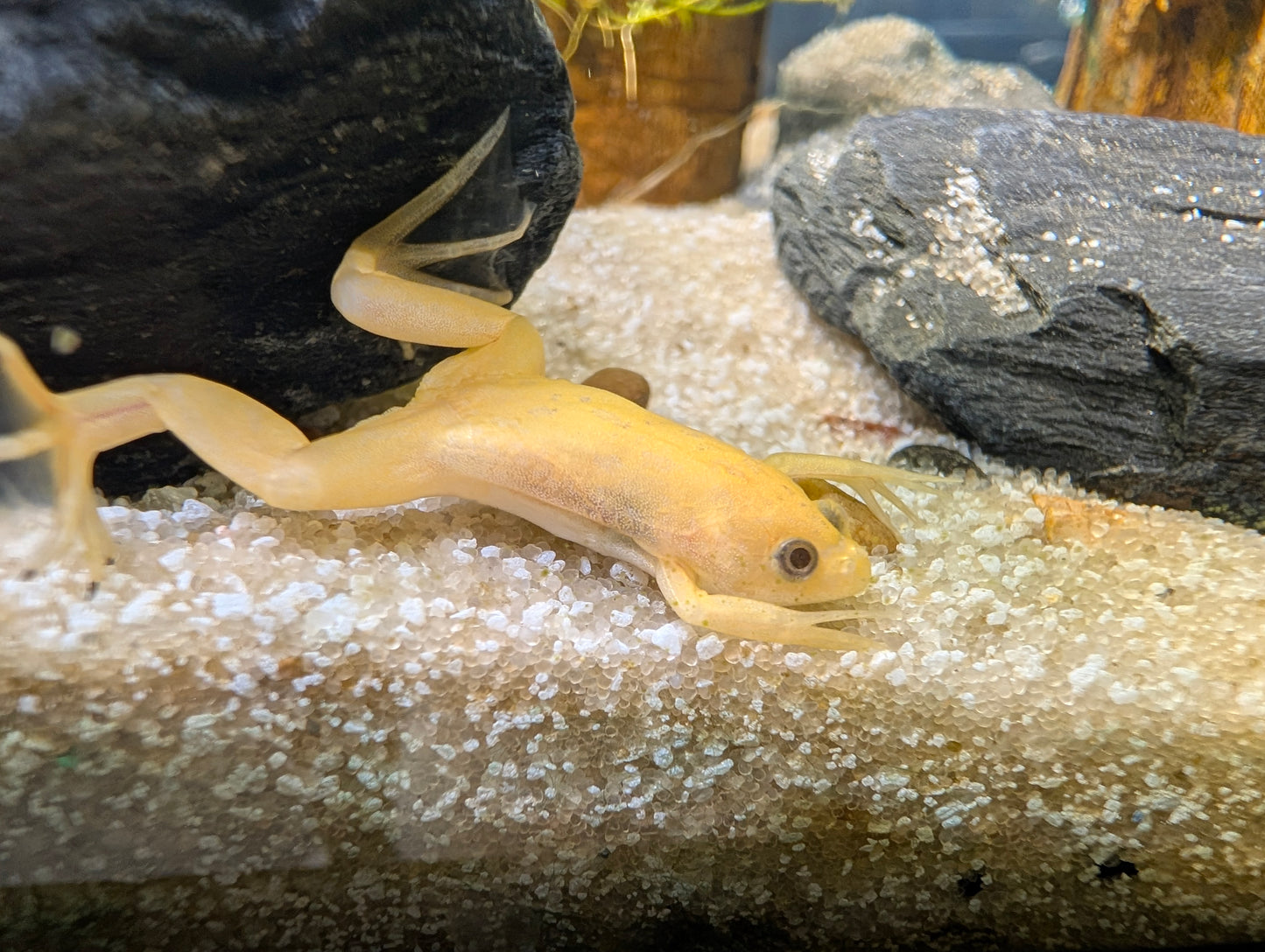 Albino clawed frog