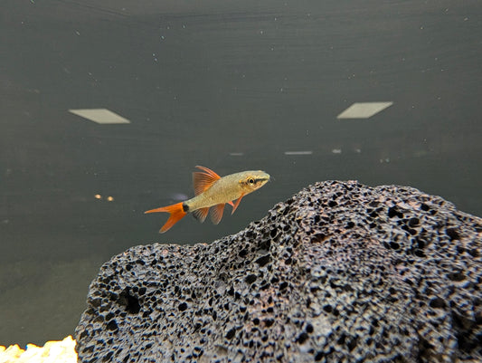 Rainbow Shark