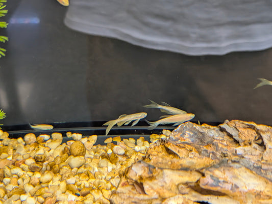 Longfin Danios