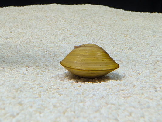 Clam