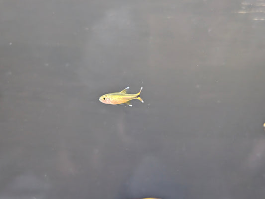 Silver tip tetra